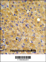 DLG7 Antibody