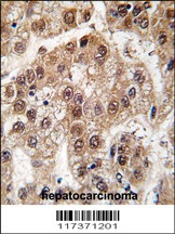 U2AF1 Antibody