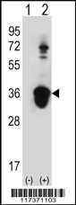 U2AF1 Antibody