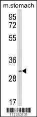 SRSF2 Antibody