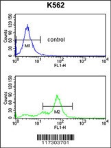 RFC2 Antibody