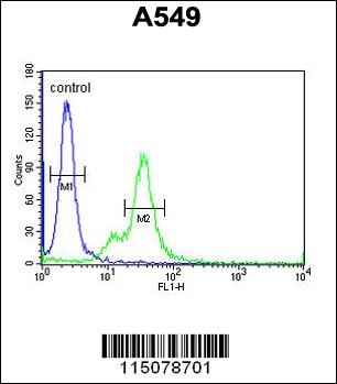 M6PR Antibody