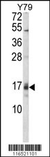 GADD45A Antibody