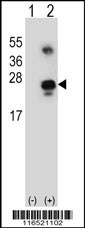 GADD45A Antibody