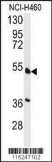 HNF4A Antibody
