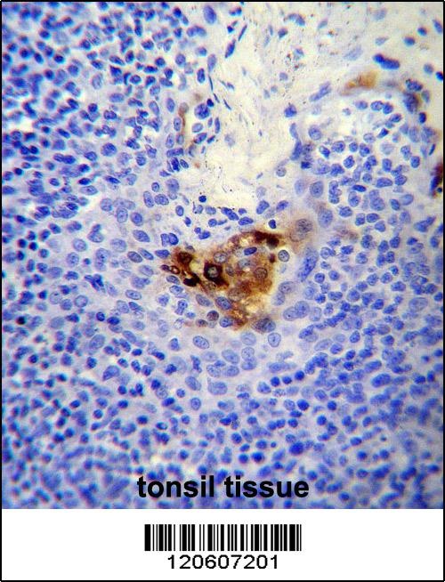 MCAM Antibody