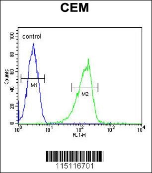 ZIC3 Antibody