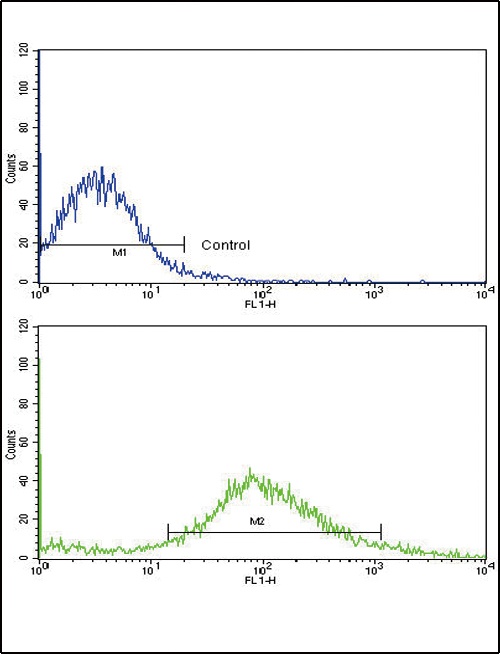 FZD1 Antibody