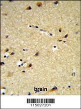 CYP26A1 Antibody
