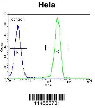 LGR5 Antibody