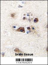 LGR5/GPR49 Antibody