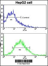 LGR5 Antibody