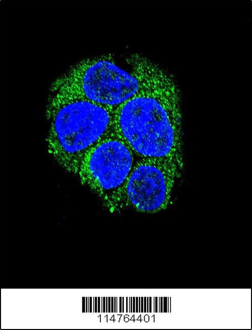 LGR5 Antibody