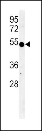 IDO1 Antibody