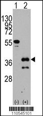 ZIC4 Antibody
