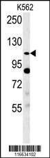 Semaphorin 5A Antibody
