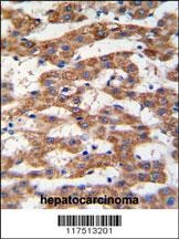 PHB Antibody