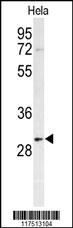 PHB Antibody