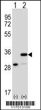 PHB Antibody