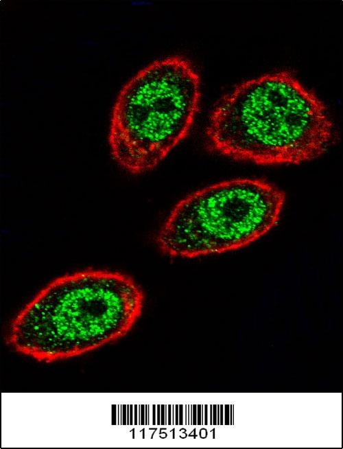 PHB Antibody