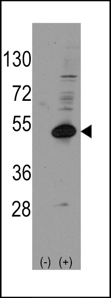 DAX1 Antibody