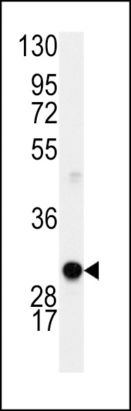 CCND1 Antibody