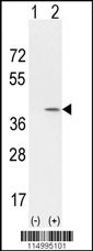 CCND1 Antibody