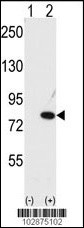 NUB1 Antibody