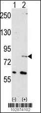 NUB1 Antibody