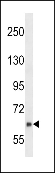 NUB1 Antibody