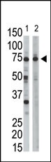 Ribophorin Antibody