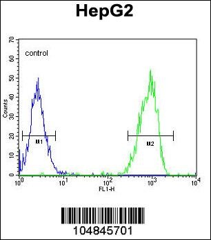 MGAT2 Antibody