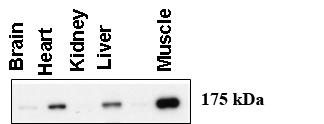 AGL Antibody