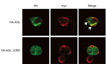 AGL Antibody