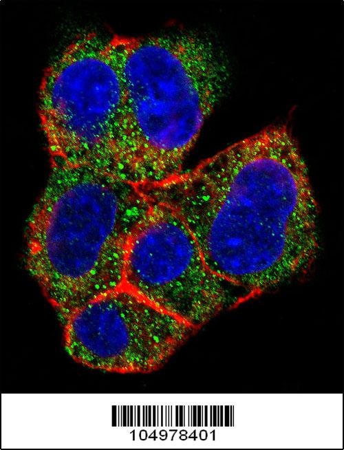 AGL Antibody