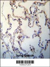 AGER Antibody