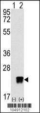 ARL3 Antibody
