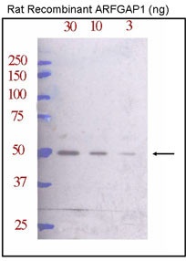 ARFGAP1 Antibody