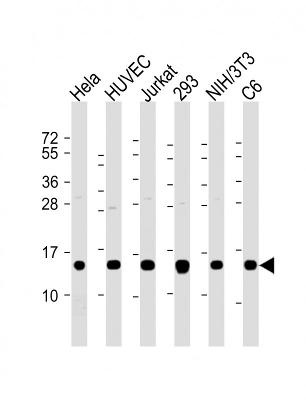 PFN1 Antibody