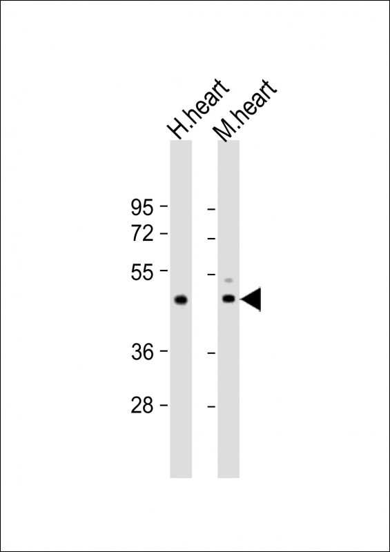 TPRA1 Antibody