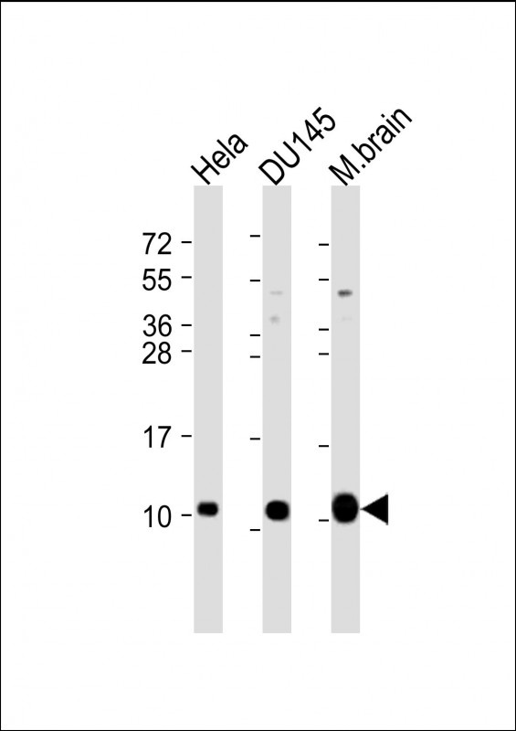 GNG12 Antibody