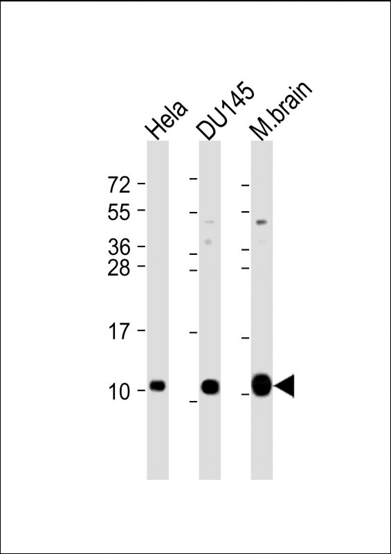 GNG12 Antibody