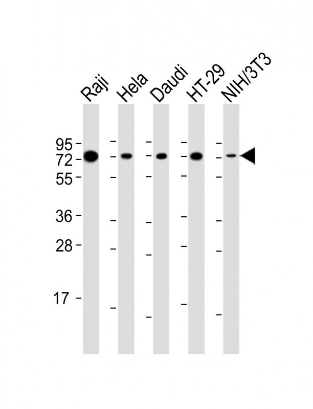 KHDRBS1 Antibody