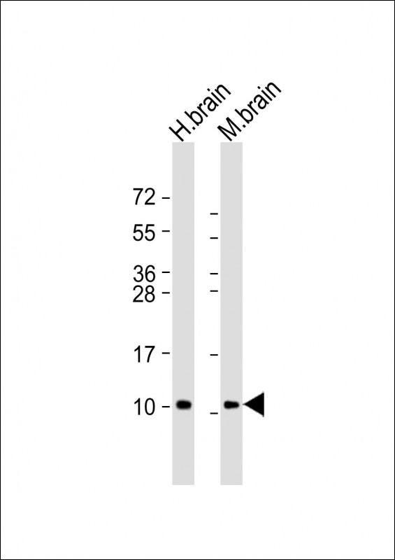 GNG2 Antibody