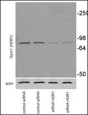 SYVN1 Antibody
