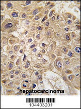 AMFR Antibody