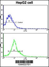 AMFR Antibody