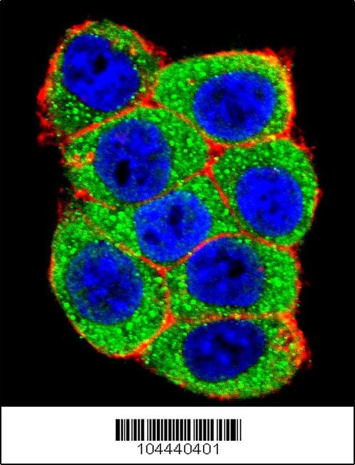 UBE3A Antibody