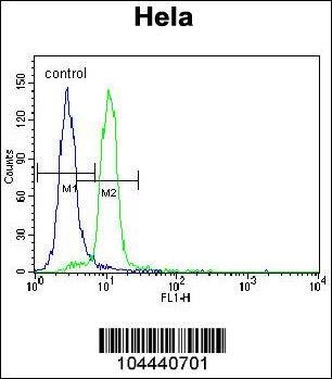 UBE3A Antibody