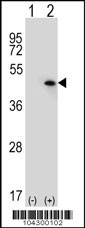 USP12 Antibody